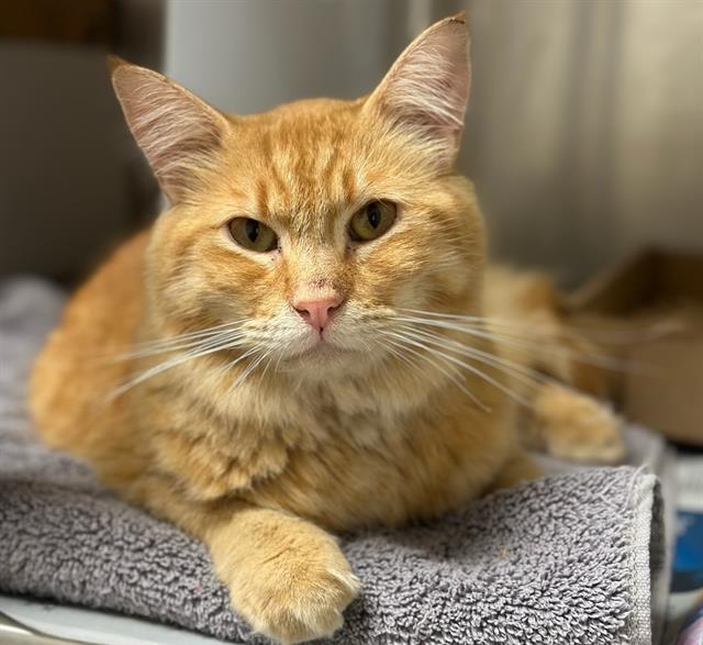 adoptable Cat in Santa Maria, CA named ROMEO