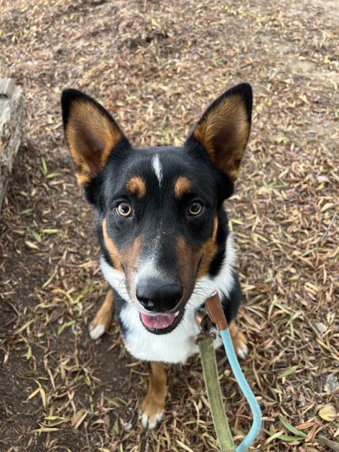 adoptable Dog in Santa Maria, CA named DUDE