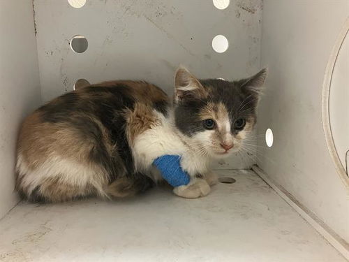 picture of the cat needing adoption