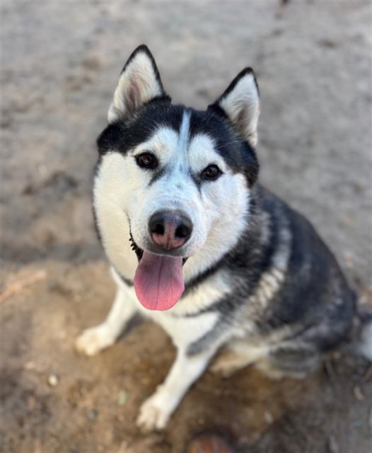 adoptable Dog in Santa Maria, CA named CALINA