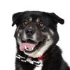 adoptable Dog in Santa Maria, CA named DUCKY