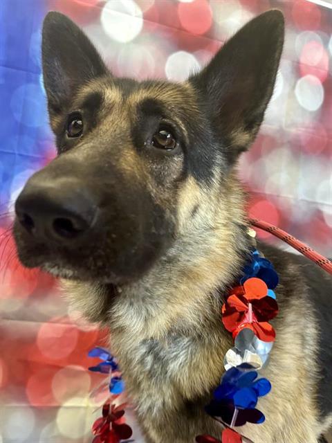 adoptable Dog in Santa Maria, CA named BEAU