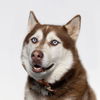adoptable Dog in  named DJ