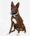 adoptable Dog in Santa Maria, CA named CARLITOS