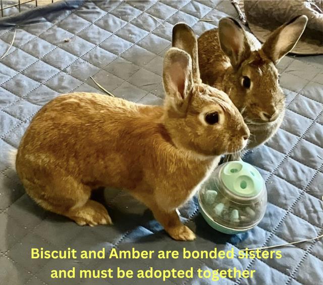 adoptable Rabbit in Santa Maria, CA named BISCUIT