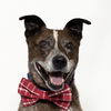 adoptable Dog in  named PISMO