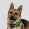 adoptable Dog in Santa Maria, CA named PRINCE