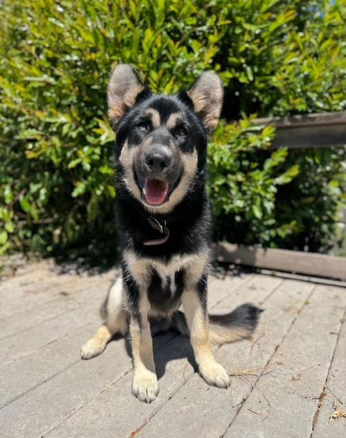 picture of the dog needing adoption