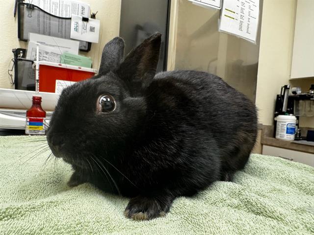 adoptable Rabbit in Santa Maria, CA named EDUARDO