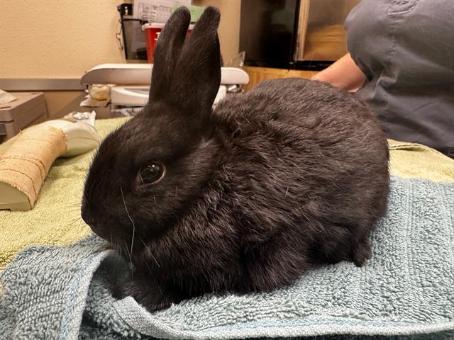 adoptable Rabbit in Santa Maria, CA named RUDI