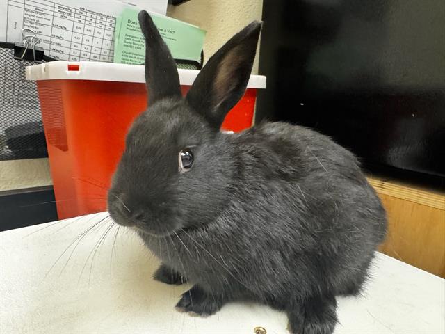 adoptable Rabbit in Santa Maria, CA named BOBBY