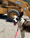 adoptable Dog in  named STETSON