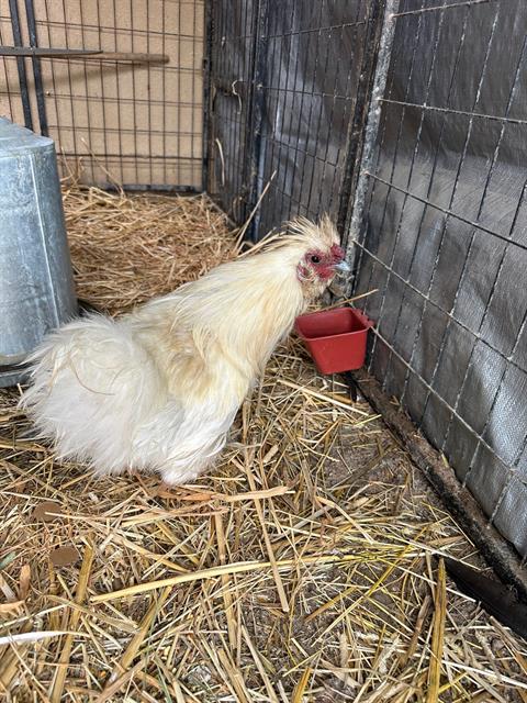 adoptable Chicken in Santa Maria, CA named BIG GUY