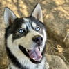 adoptable Dog in  named TAHOE