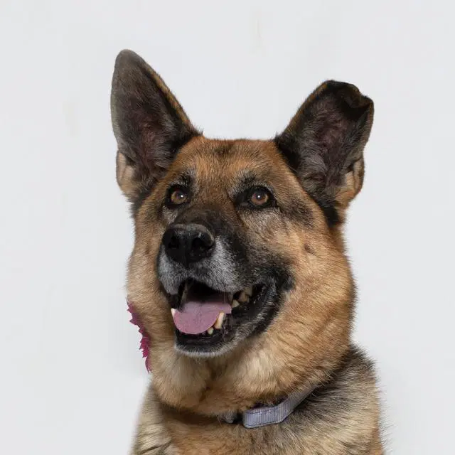 Kona - German Shepherd Dog