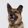 adoptable Dog in  named KONA