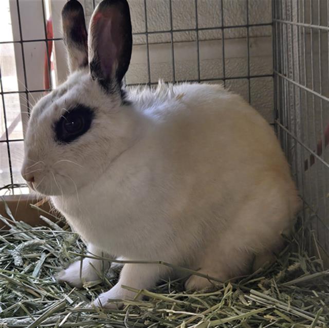 adoptable Rabbit in Santa Maria, CA named NELLY