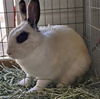 adoptable Rabbit in  named NELLY