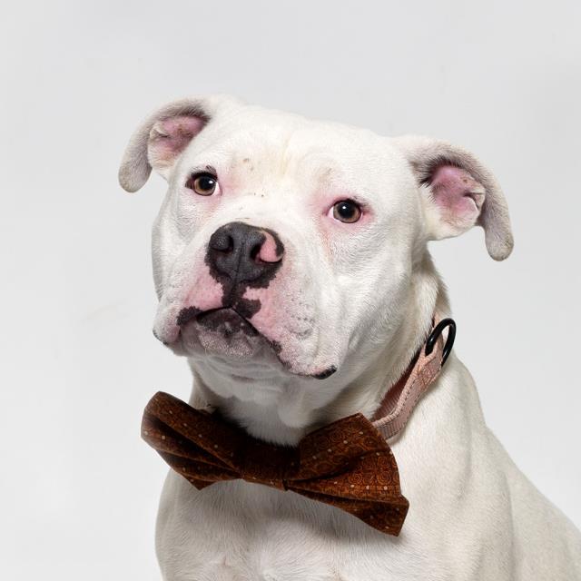 adoptable Dog in Santa Maria, CA named TONTO