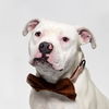 adoptable Dog in  named TONTO