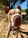 adoptable Dog in  named MANGO