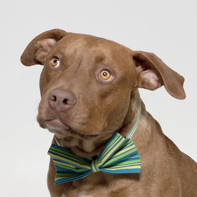 adoptable Dog in Santa Maria, CA named DOUGIE