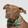 adoptable Dog in  named DOUGIE