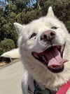 adoptable Dog in  named MILO