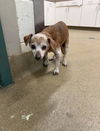 adoptable Dog in  named SISTER