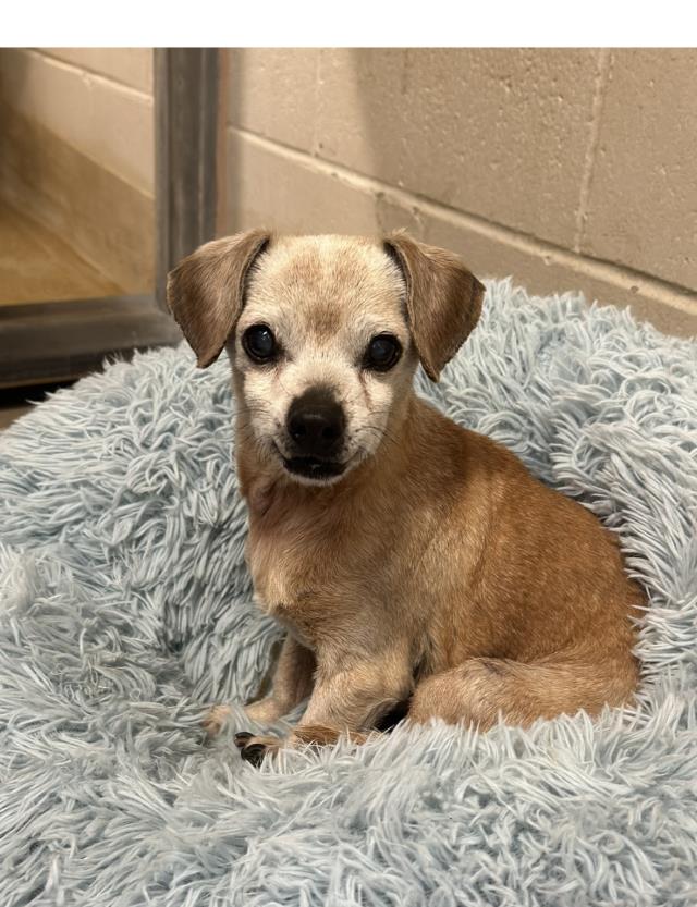 adoptable Dog in Santa Maria, CA named BROTHER