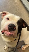 adoptable Dog in  named OREO