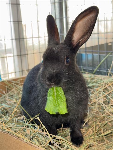 adoptable Rabbit in Santa Maria, CA named COAL