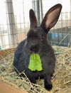 adoptable Rabbit in  named COAL