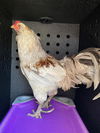 adoptable Chicken in  named A544509