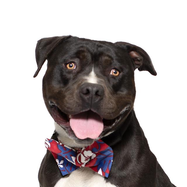 adoptable Dog in Santa Maria, CA named ASHER