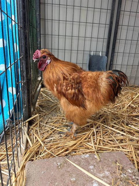 adoptable Chicken in Santa Maria, CA named SKITTLES