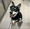 adoptable Dog in  named JAX