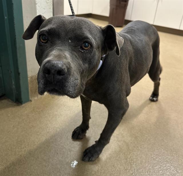 adoptable Dog in Santa Maria, CA named LILY