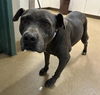 adoptable Dog in  named LILY