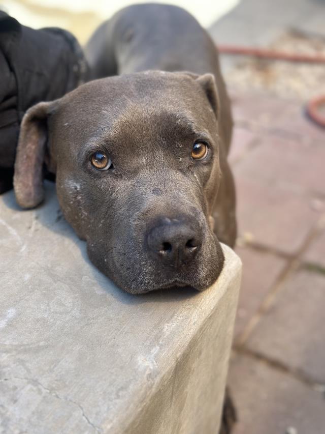adoptable Dog in Santa Maria, CA named RUFUS