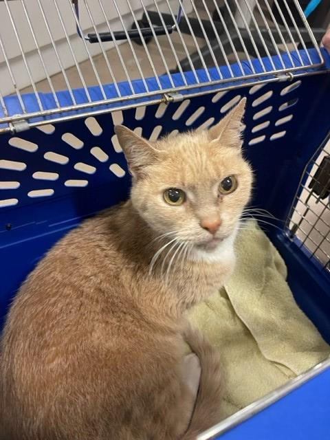 adoptable Cat in Santa Maria, CA named PATRICK