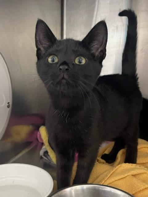 adoptable Cat in Santa Maria, CA named A545388