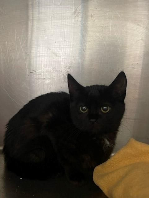 adoptable Cat in Santa Maria, CA named A545389