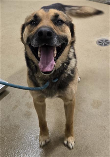 adoptable Dog in Santa Maria, CA named FRITZ