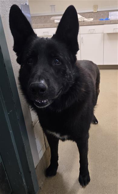 adoptable Dog in Santa Maria, CA named MARCUS