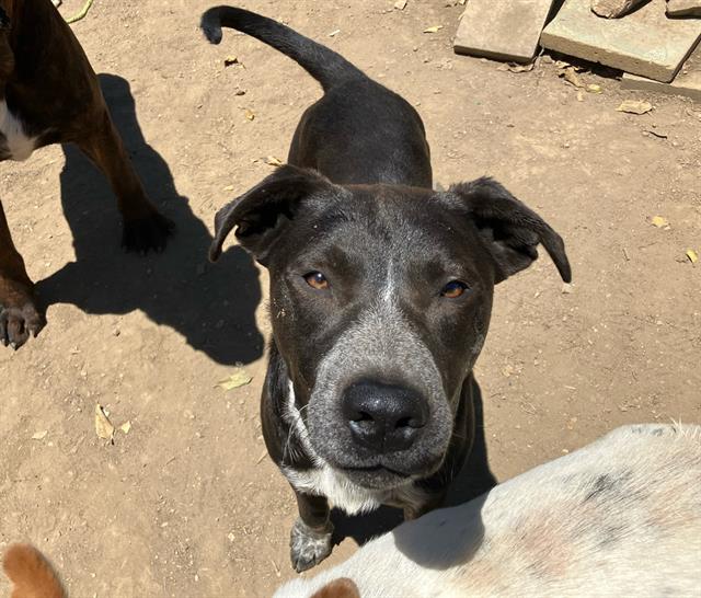 adoptable Dog in Santa Maria, CA named SOCKS