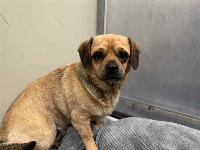 adoptable Dog in Santa Maria, CA named SEBASTIAN