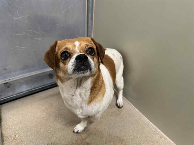 adoptable Dog in Santa Maria, CA named SAMUEL