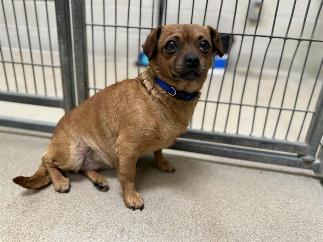 adoptable Dog in Santa Maria, CA named QUINN