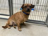 adoptable Dog in  named QUINN